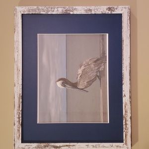 Pelican Framed Photo